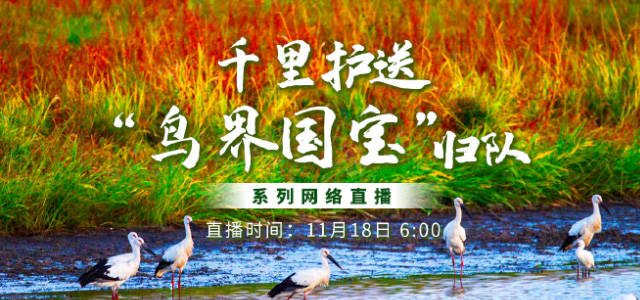 千里护送“鸟界国宝”归队丨已到天津的11只东方白鹳于今早启程前往放归地